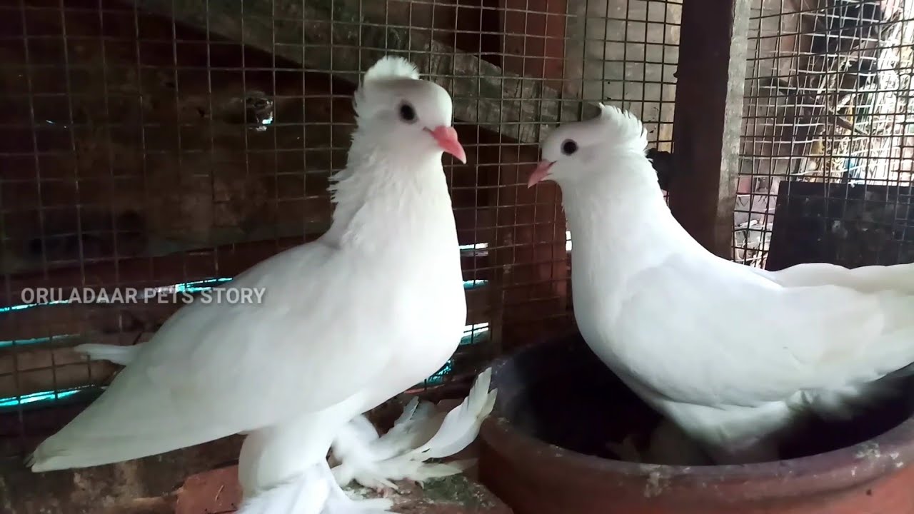 എന്റെ  വീട്ടിലെ വിവിധ ഇനം പ്രാവുകൾ |Pigeon malayalam|Oru adaar pets story