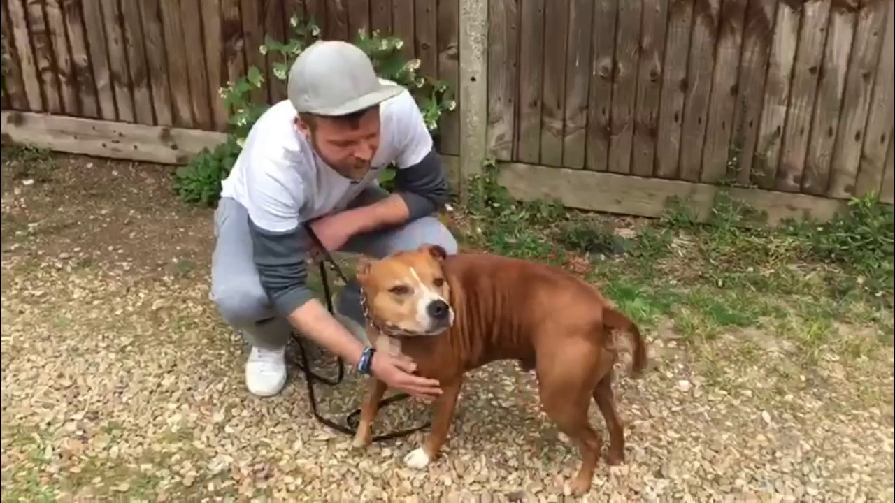 IS IT OK TO LET YOUR DOG SNIFF AND HAVE SOME FREEDOM ON THE WALK ?