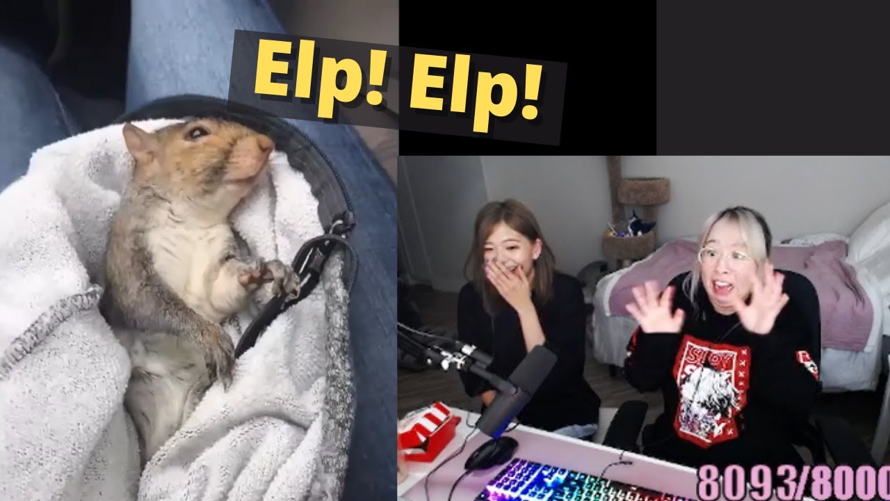 Miyoung (kkatamina) and Wendy (Natsumiii) react to 