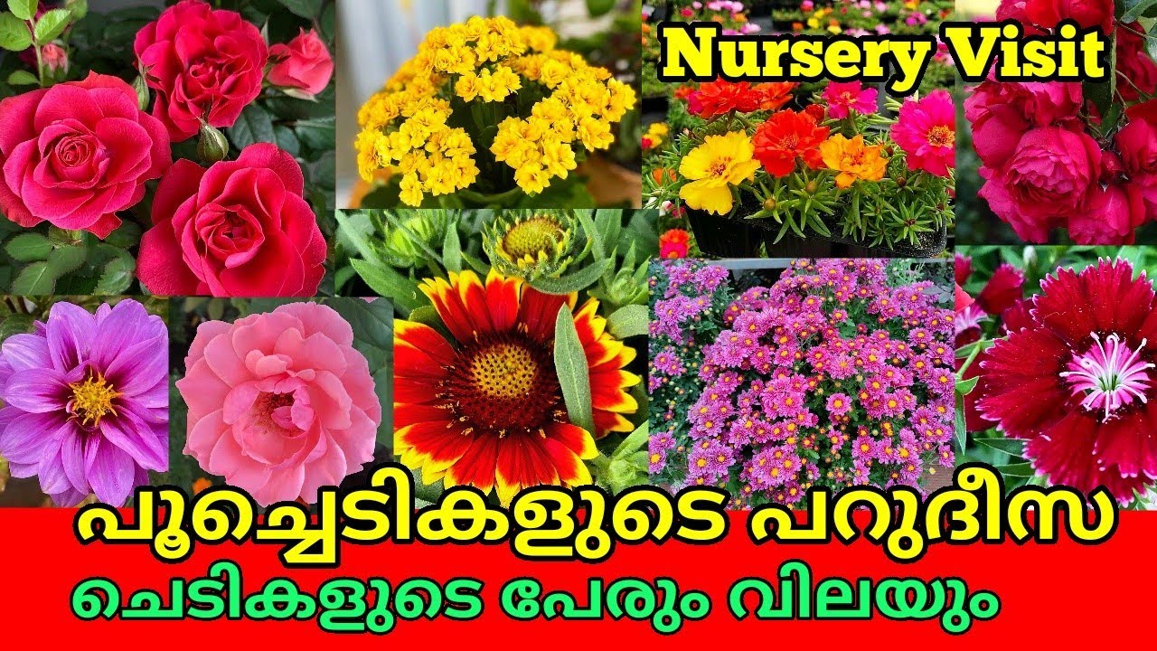Amazing Flowering plant 🔥Nursery ||Plant price with Names || Cheapest plant Nursery in India ||Salu