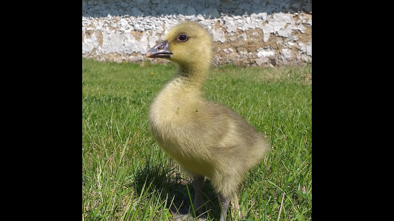 Housata a já - 1. díl, tři dny na světě.