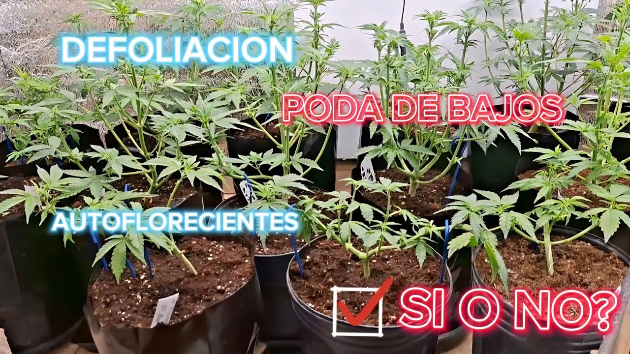 Cap 8 - Poniendo orden , defoliacion y poda de bajos en autoflorecientes  