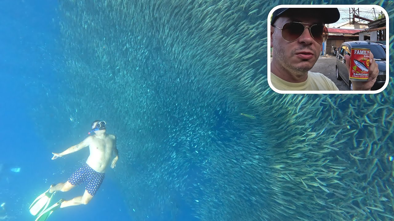 Človek vs mili&oacute;n sardiniek | Moalboal, Filip&iacute;ny