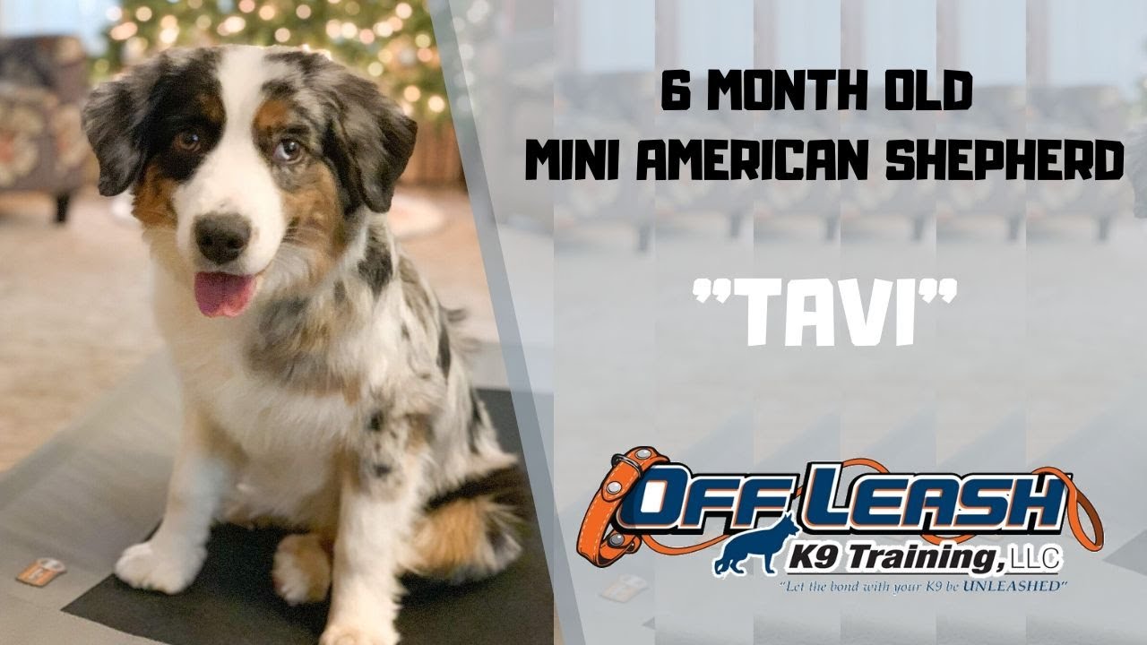 MINI AMERICAN SHEPHERD/DOG TRAINING
