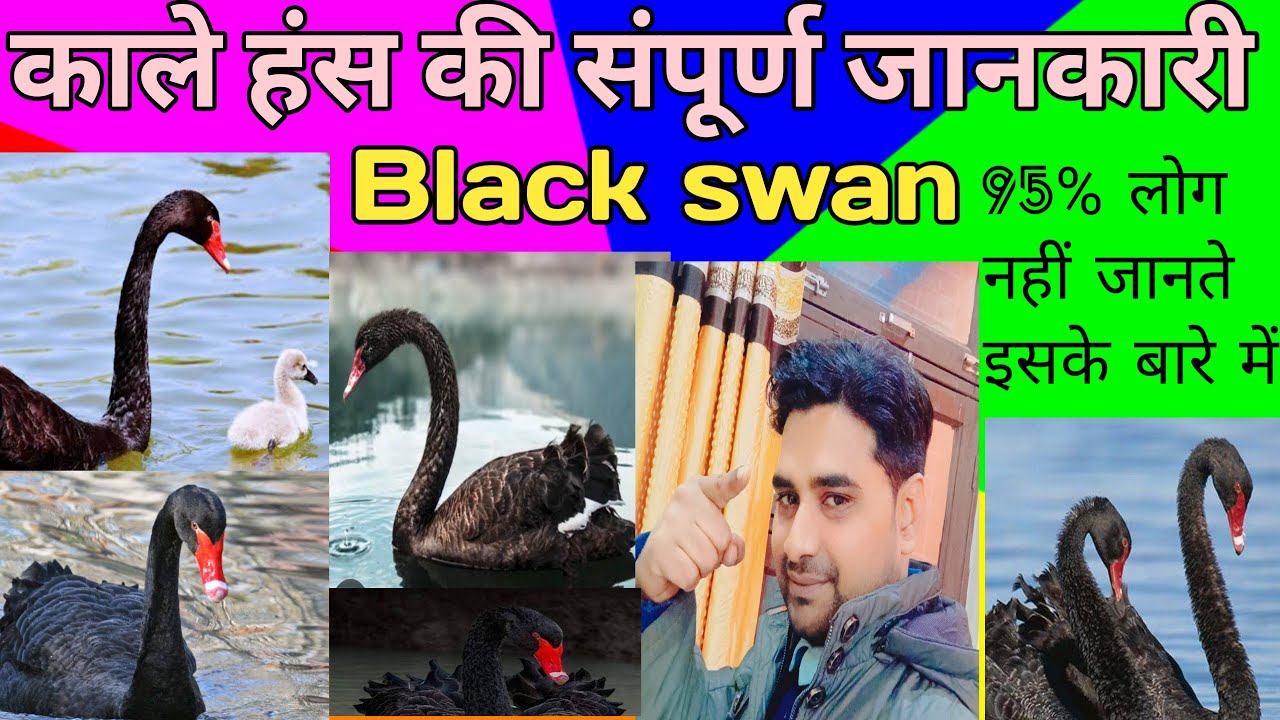  हंस की जानकारी? Black swan all information? Interesting fact about swan in Hindi?  