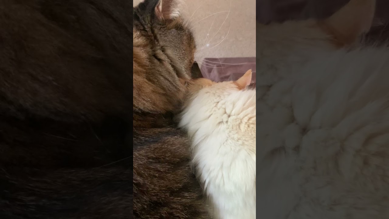 Finally cat acceptance