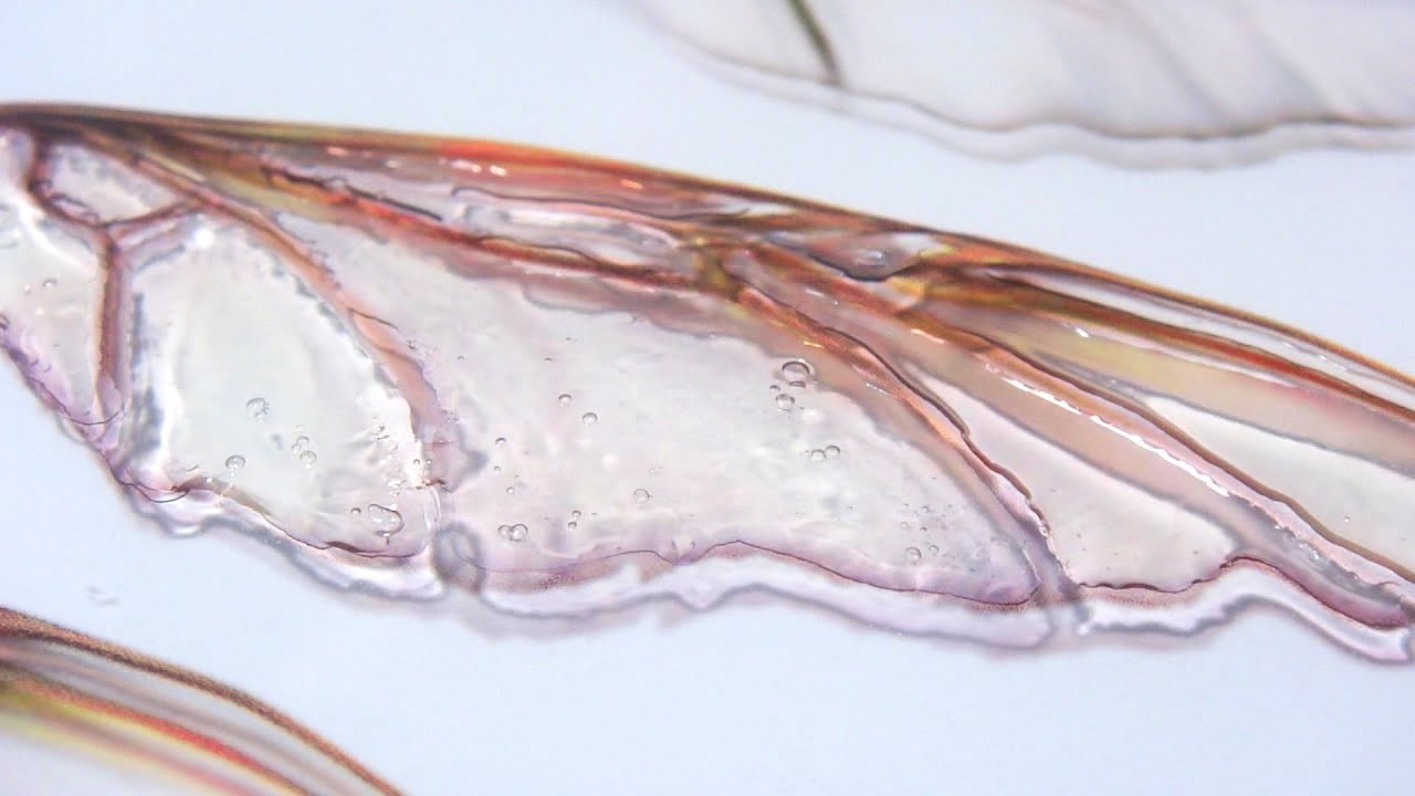 How-To: Transparency Faerie Wings