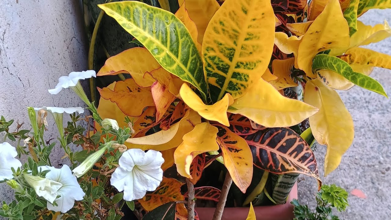 Mostrando às plantas  que estão muito maravilhosas 