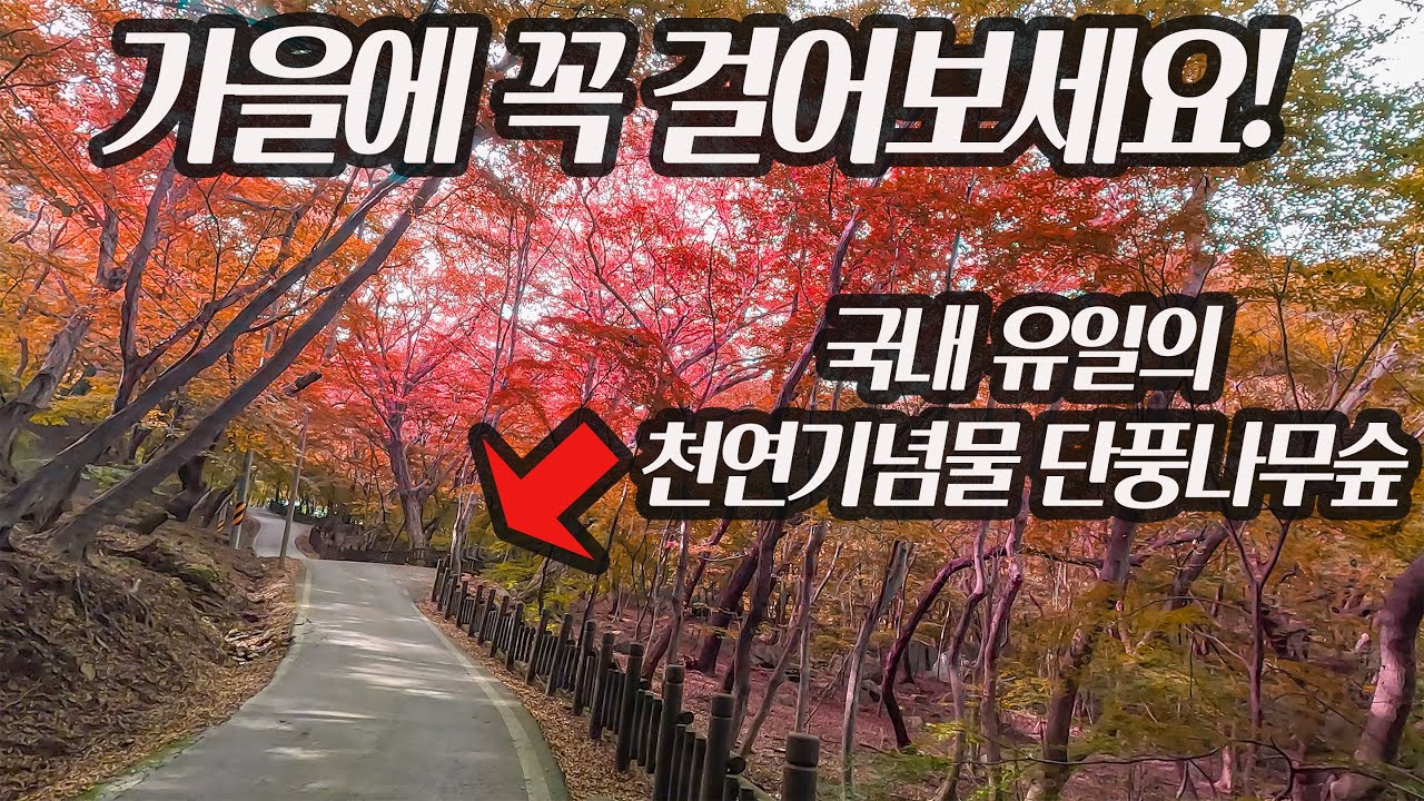 국내유일의 천연기념물 단풍나무숲! 단풍여행!아름드리 소나무 숲길!가을여행지 추천!
