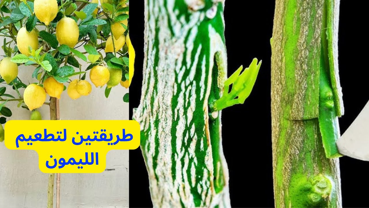 تطعيم الليمون والبرتقال و جميع الحمضيات بطريقتين/Grafting Lemon Trees