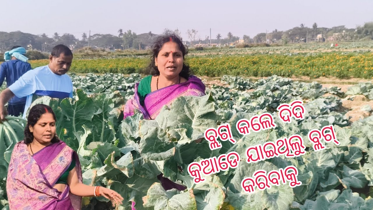 ବ୍ଲଗ୍ ରେ ଆସିଲେ ଦିଦି #vlog #trending #1million 