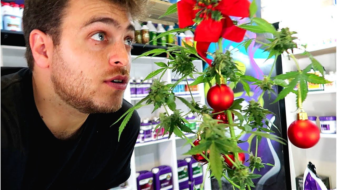 AS&Iacute; ES VIVIR EN URUGUAY CON MARIHUANA LEGAL