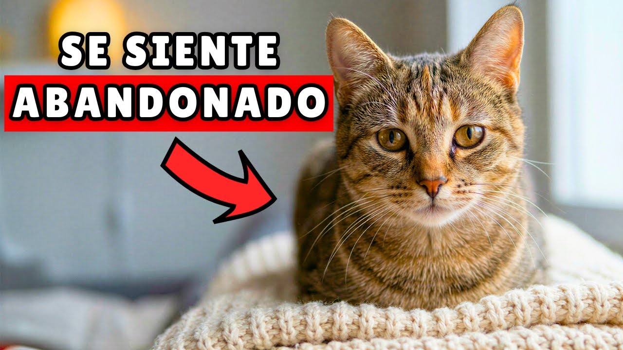 12 SEÑALES claras de que tu GATO está pidiendo atención a gritos