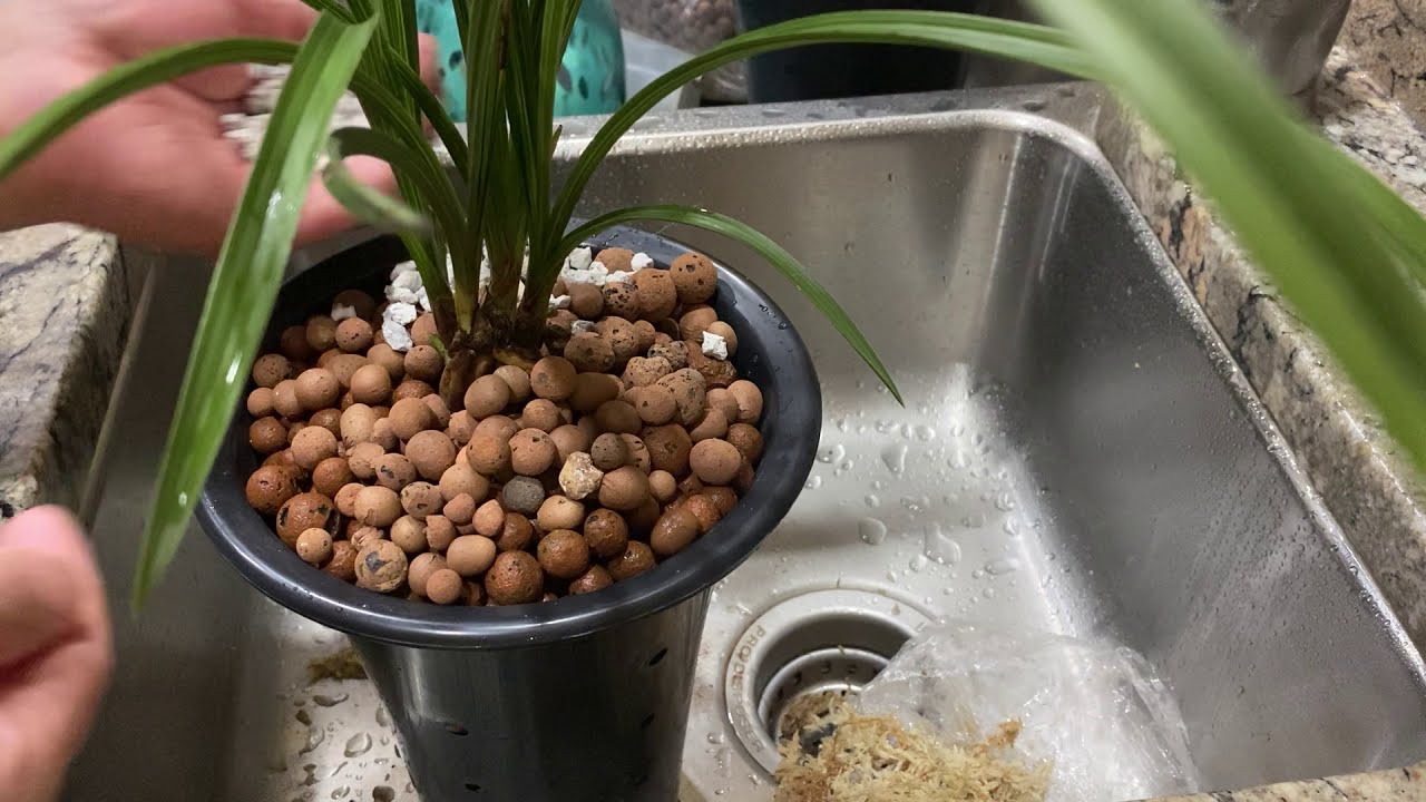 陶粒半水培养兰花的设置（之七，国兰陶粒半水培上盆） Chinese cymbidium repotting to semi hydroponics