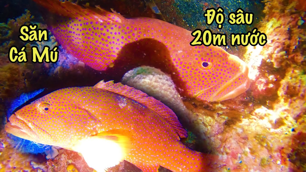 Lặn Đêm Tại Đảo Trường Sa | Đã Bắt Gặp Cá Mú Độ Sâu 20m Nước Cực Đỏ Và Cá Nóc Nhím Cực Đã