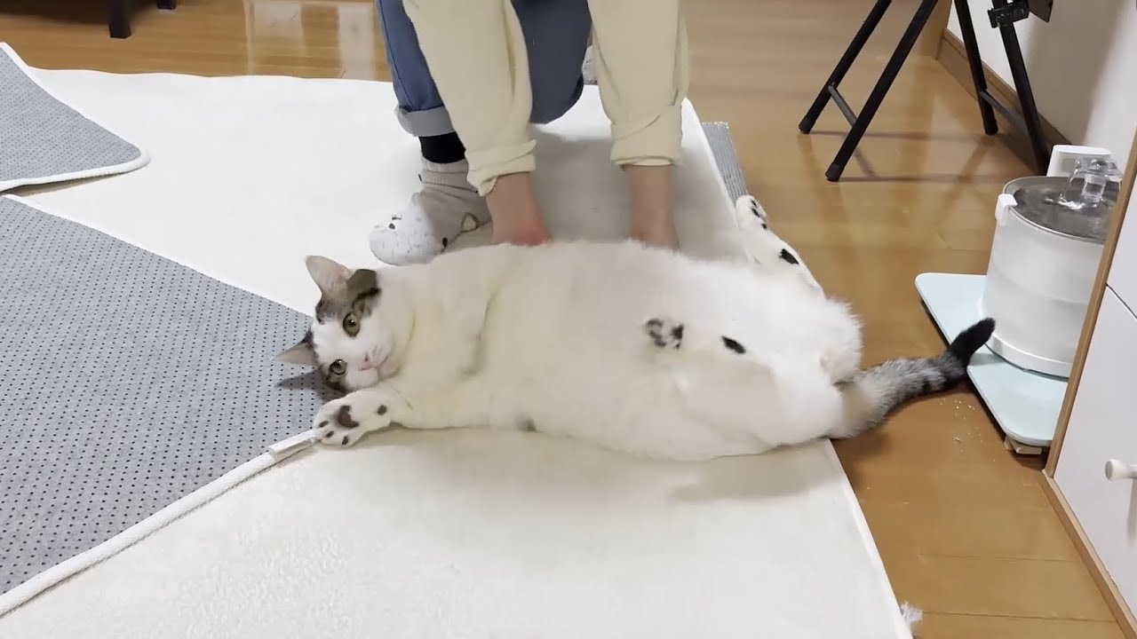 お父さんにはす巻き、お母さんにはゴロゴロ転がされるのを楽しむドMな猫