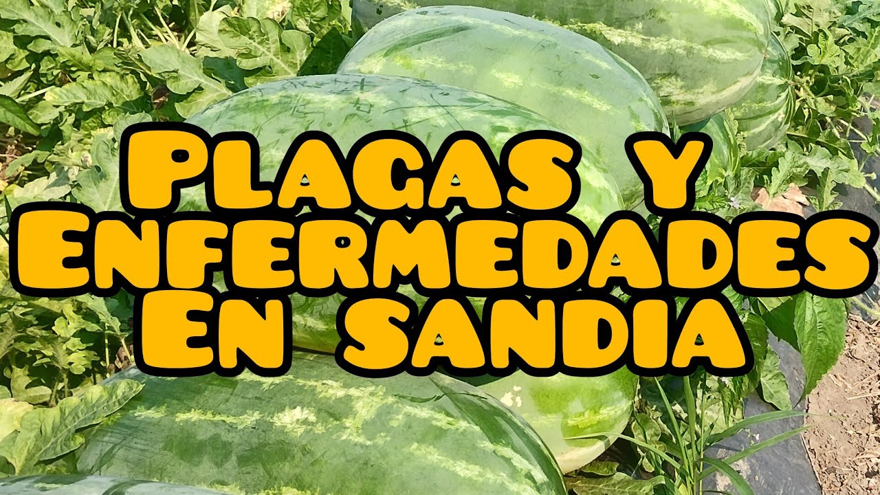 Plagas y enfermedades en Sandía antes de la cosecha.