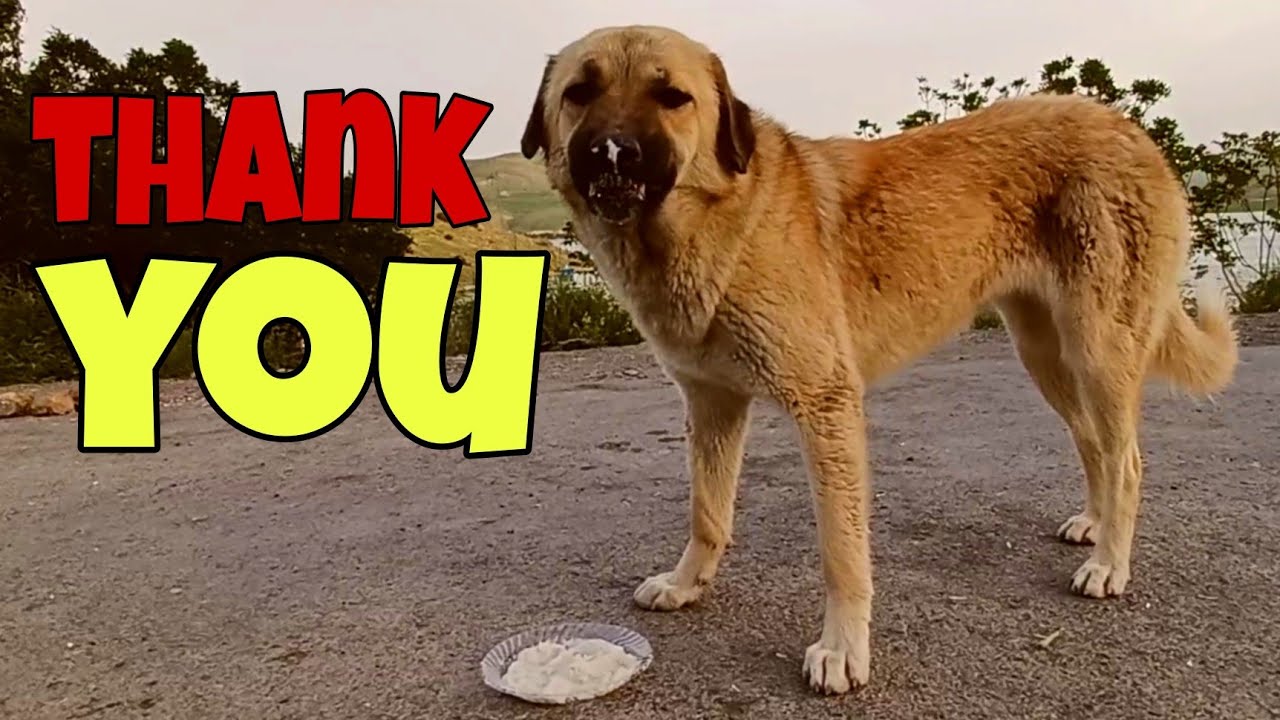 How to get positive energy from stray dogs?