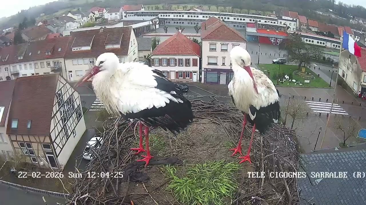 Ville de Sarralbe   Télé Cigognes   Webcam Live Sarralbe, Moselle   Google Chrome 2026 02 22 12 03 2