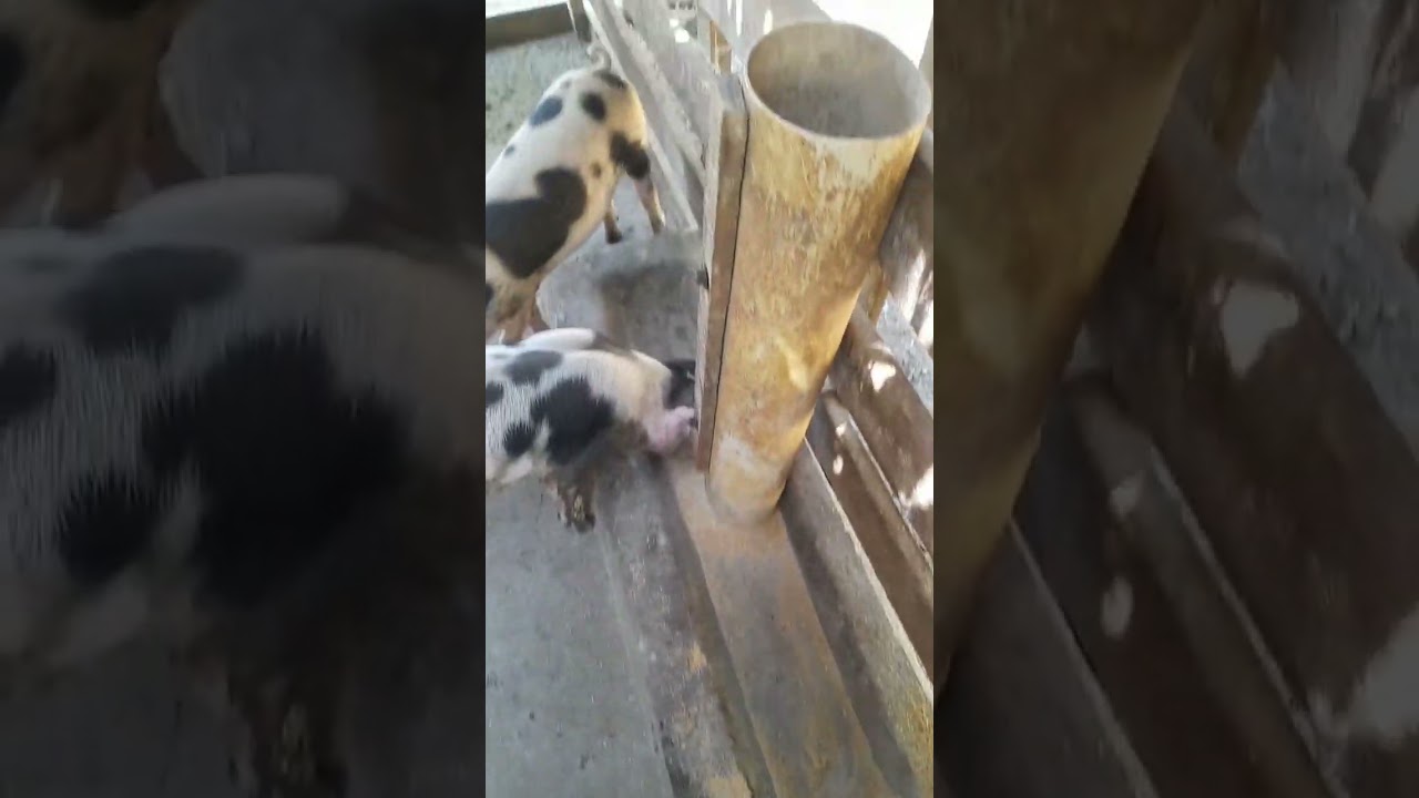 estalando comedouro pra porcos