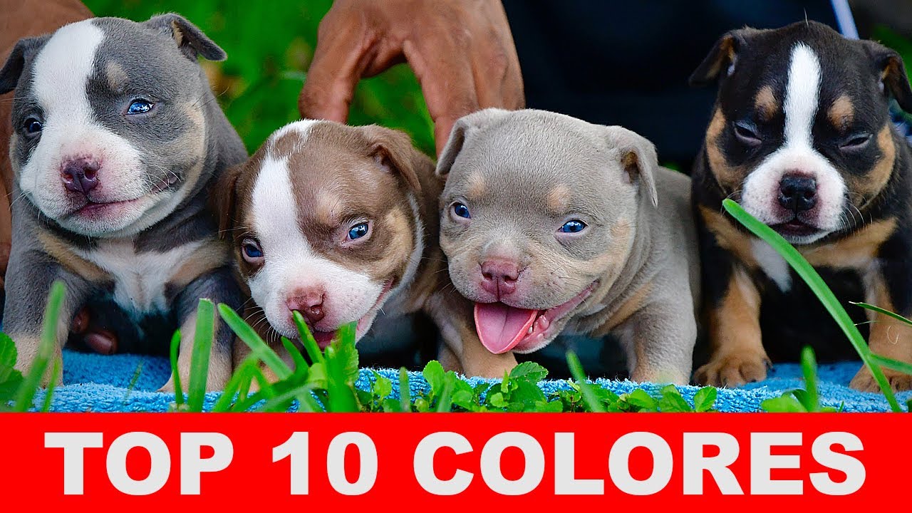 TOP 10 Colores AMERICAN BULLY
