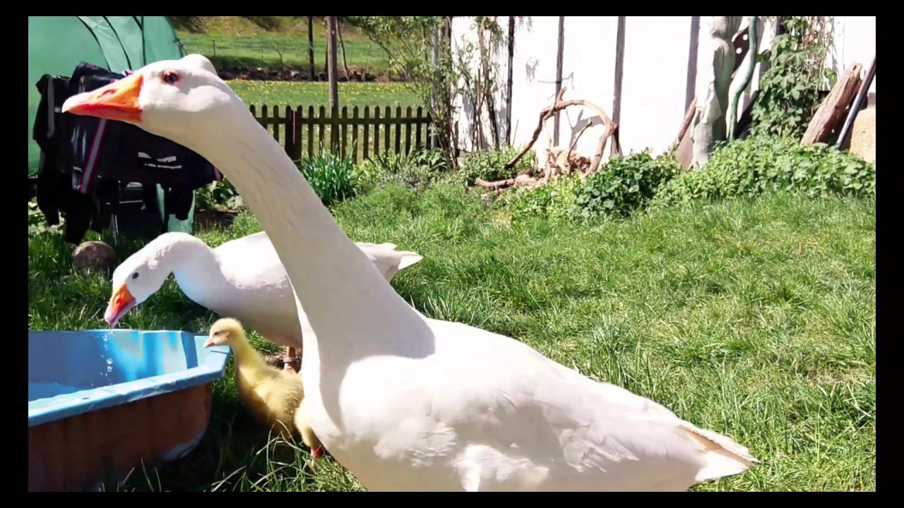 Frühling auf Hof Belke Teil 2