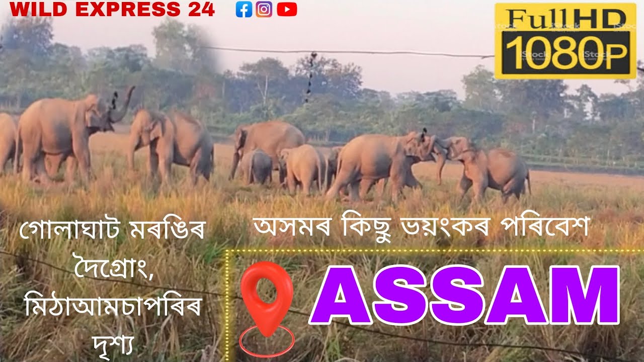 6 February 2026 #assam #animal #wildlife