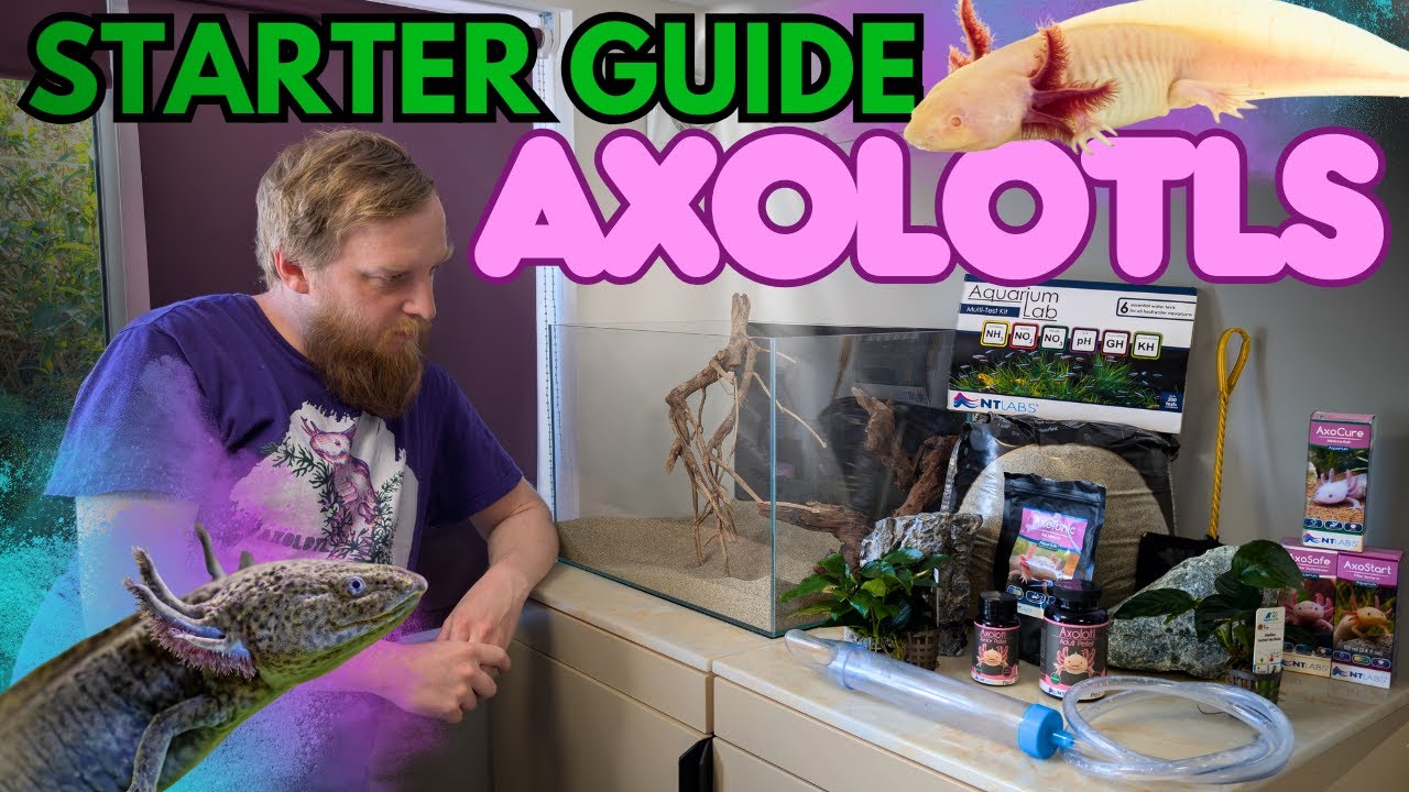 All the information you NEED! How to start an Axolotl aquarium. (Beginners guide)