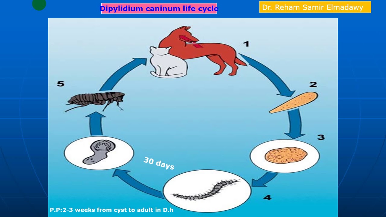 Dipylidium caninum