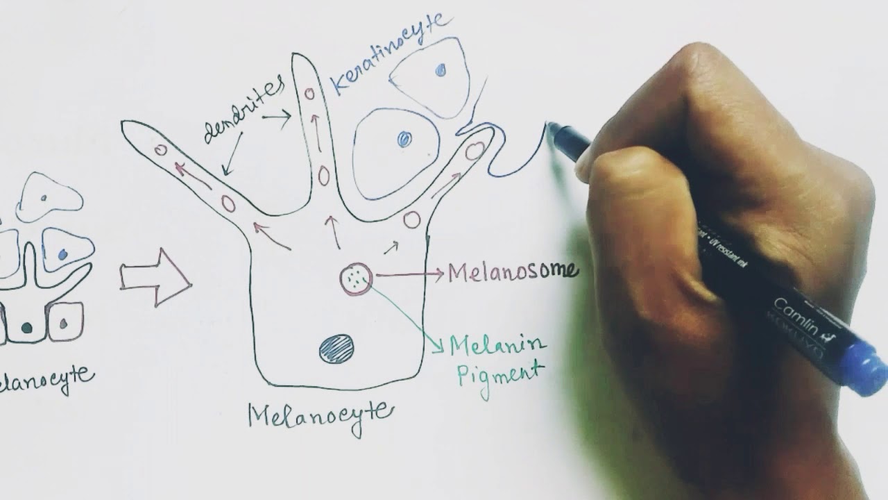 Histology and Anatomy of skin | part 1| epidermis | integumentary system | vitamin D production