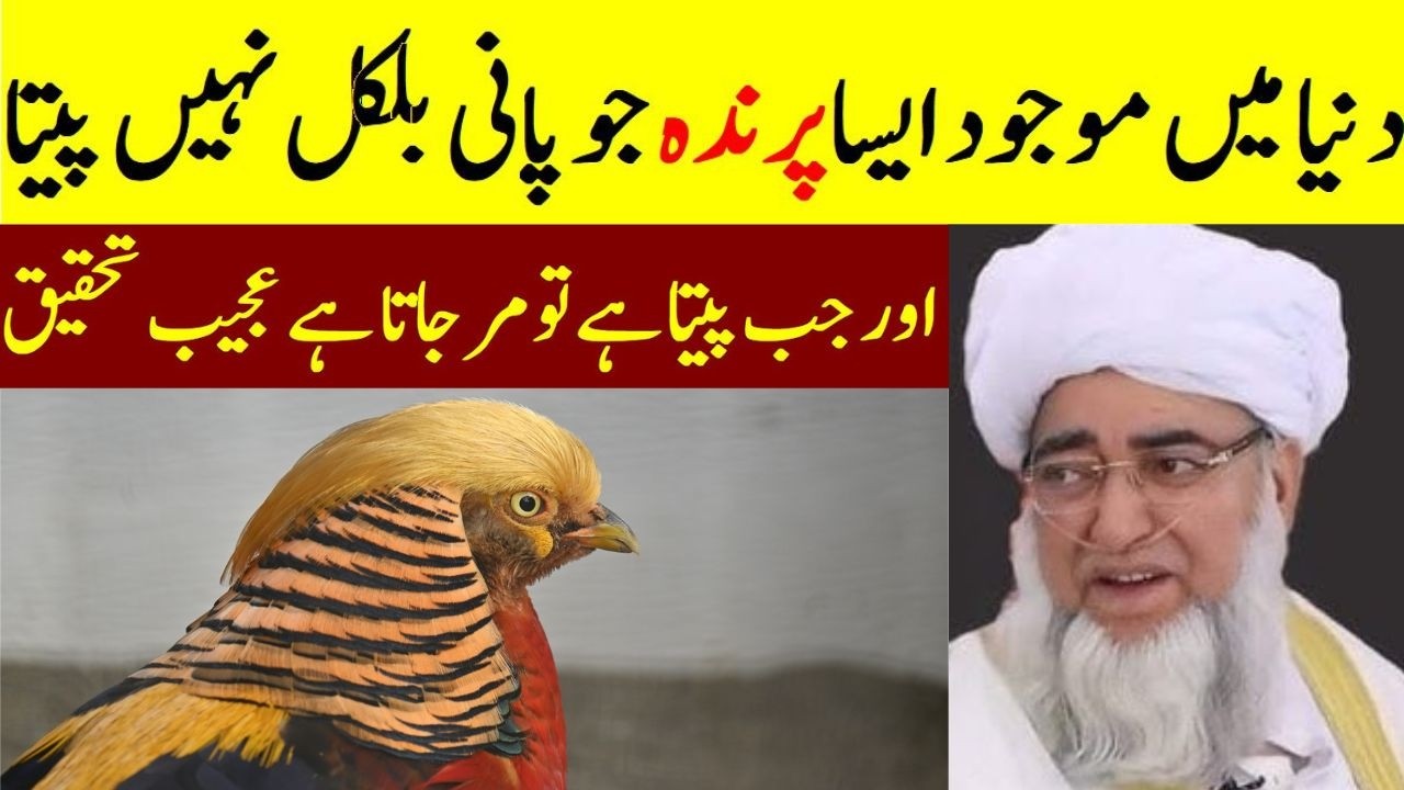 A Bird That Never Drinks Water | Amazing Fact in the World | Amazing Bird That Dies If Drinks Water