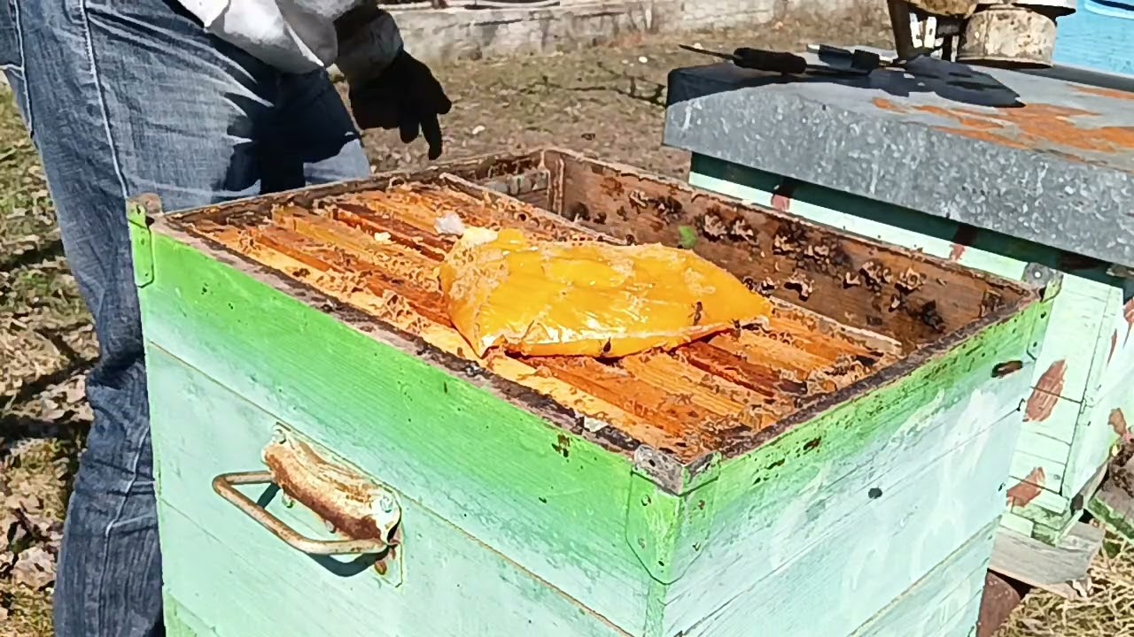 Primul control la stupi anul asta. Albinele sunt bine, au puiet,au hrană, aduc polen