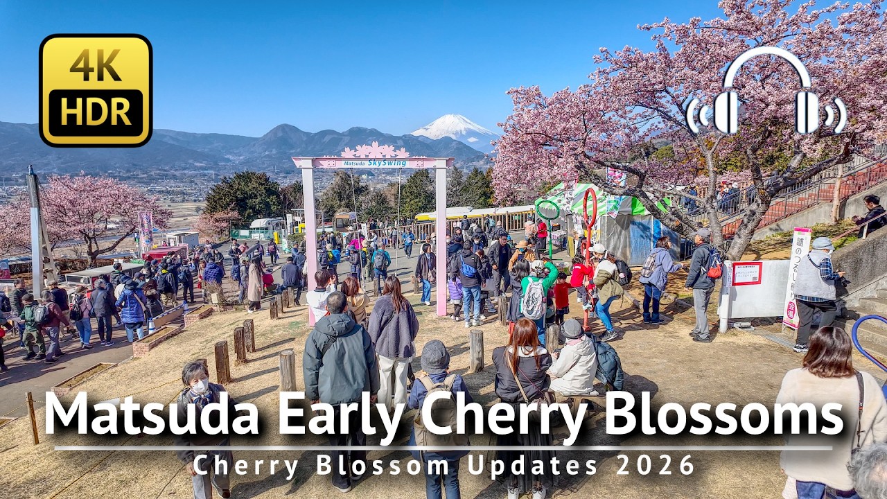 🌸 Matsuda Early Blooming Cherry Blossoms & Mt.Fuji 2026 [4K/HDR/Binaural]