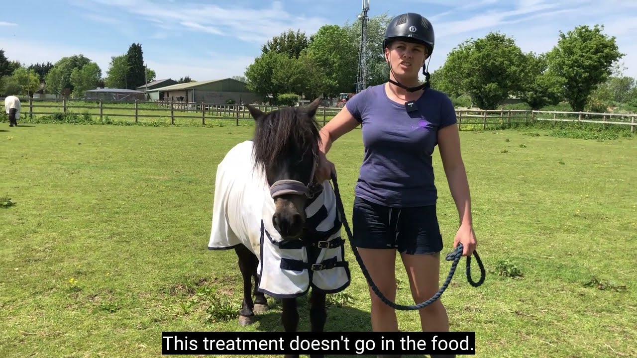 Our Top Tips for Sweet Itch Problem Solving