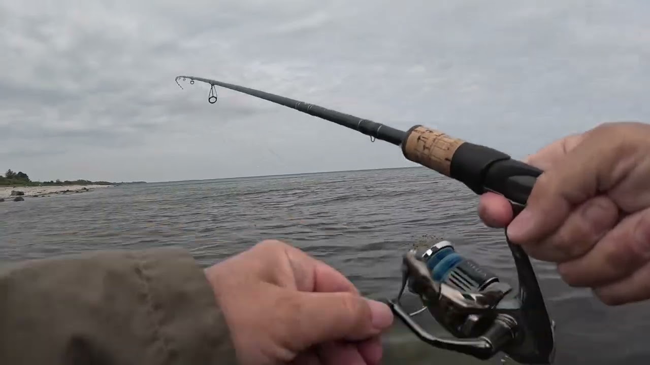 Masse af horn på Sj. Odde #hornfisk #fishing #angling