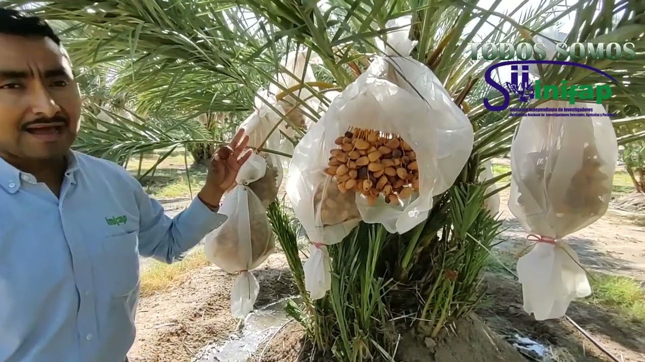 C&Aacute;PSULA TE CUENTO QUE EL DATIL VARIEDAD MEDJOOL