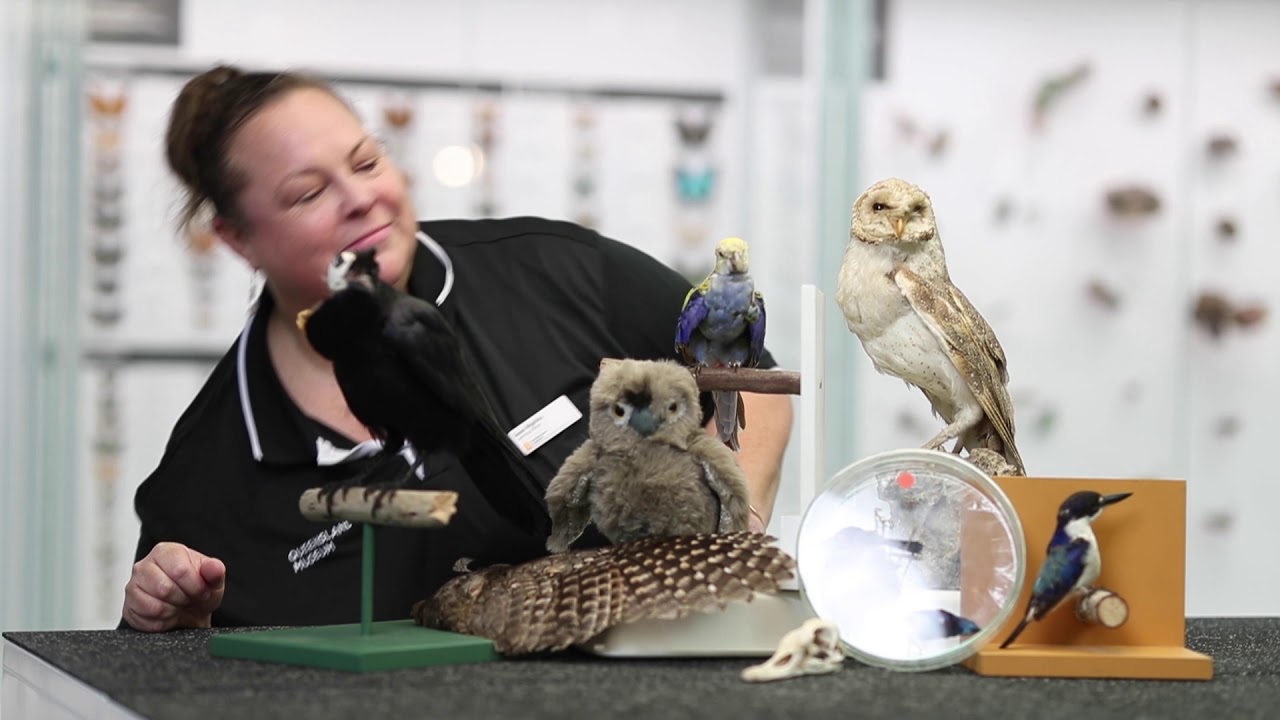 Curate your own exhibition at home | Queensland Museum