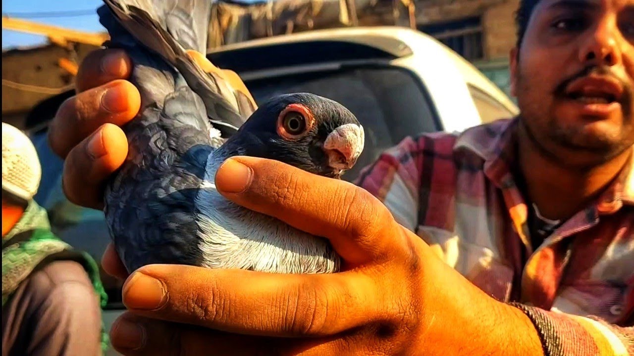 ملحمة سوق الجمعة: جولة في مملكة الحمام بالسيدة عائشة (أسعار الغزار والزاجل اليوم!)