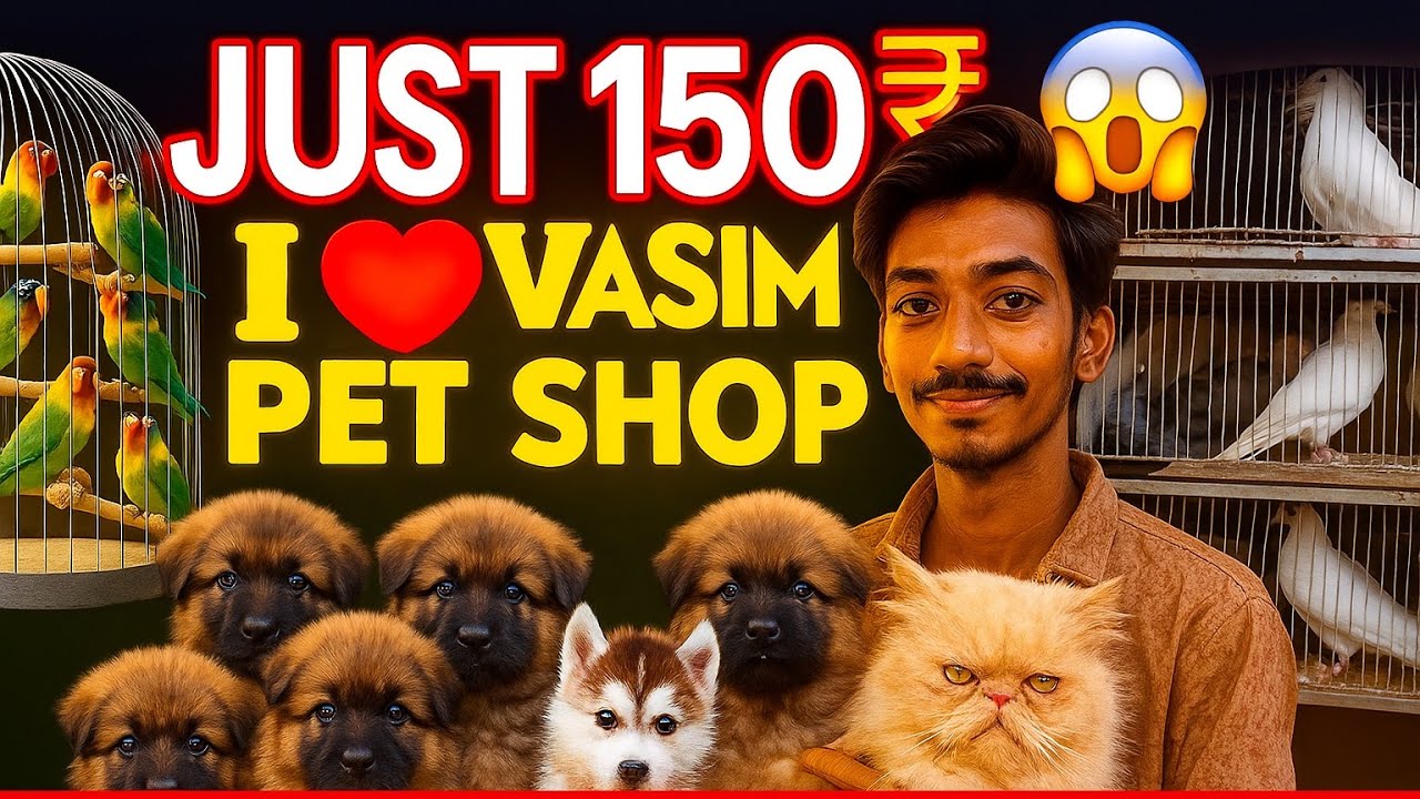Most cheapest pet shop in Mumbai || exotic birds | pigeons | Persion cats