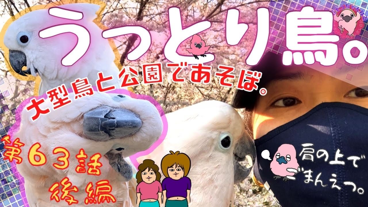 【おしゃべり雛菊】後編・雛菊と羽夢蔵のお花見散歩！雛菊はおしゃべり連発オウム！！◆#６３◆羽夢蔵◆はむぞうちゃんねる◆Moluccan Cockatoo◆
