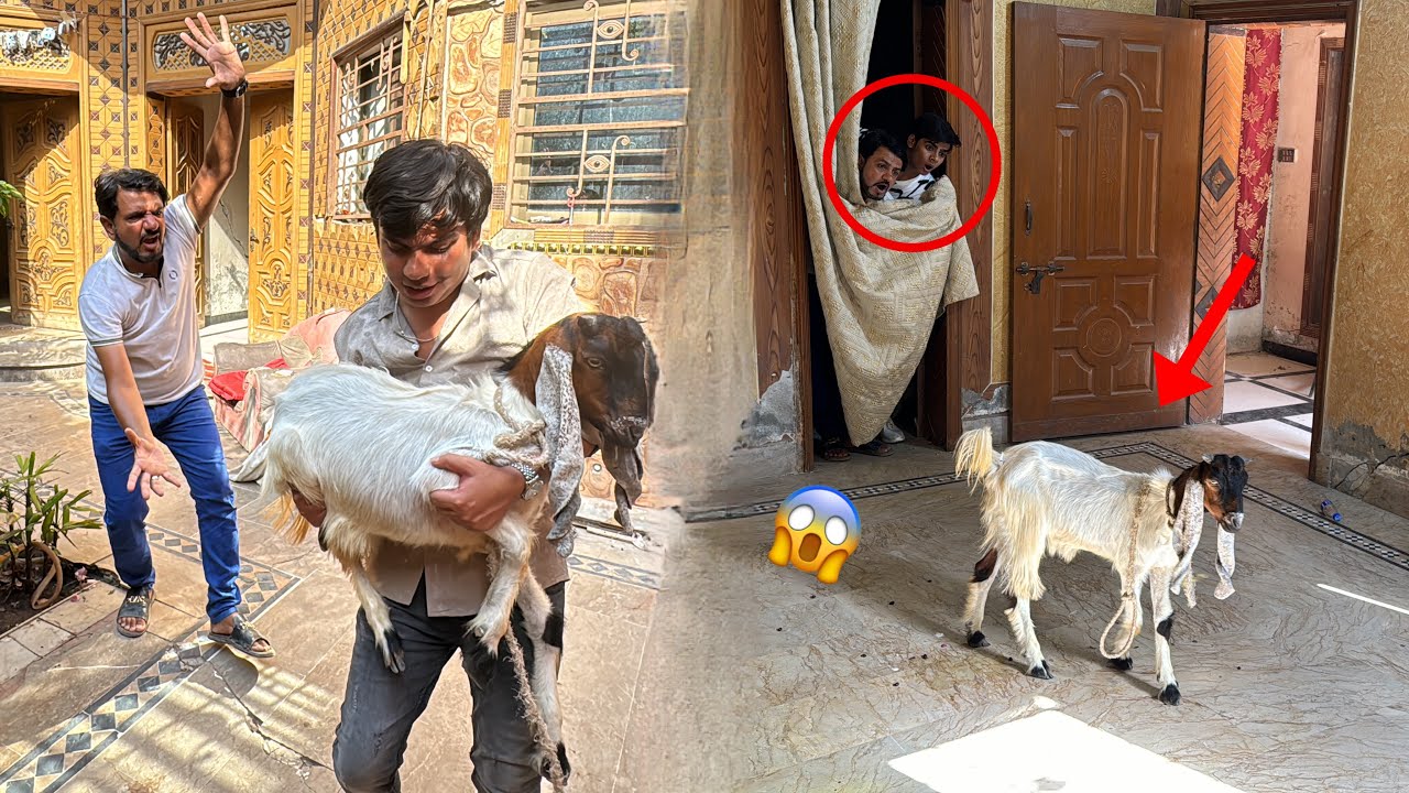 Simba Zinda Ha 😱 Sab Ko Pata Chal Gea 😅