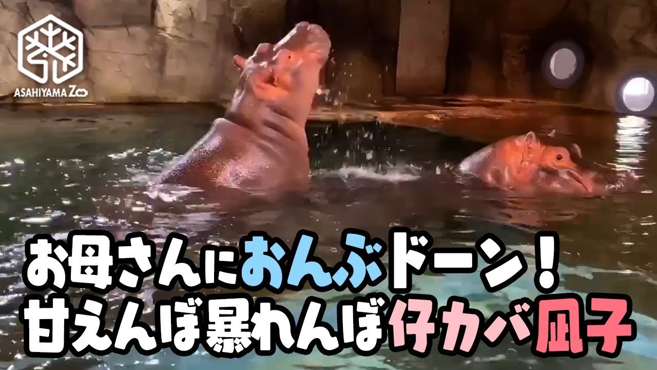 【旭山動物園】お母さんにスリスリおんぶドーン！甘えんぼで暴れんぼ仔カバ凪子[Asahiyama Zoo] Baby hippo, Nagiko, and her mom, Asako