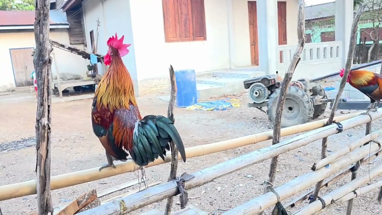 Qaib phab ej yuav los deb kawg los saib seb nej pua pab kv nyiam thiab