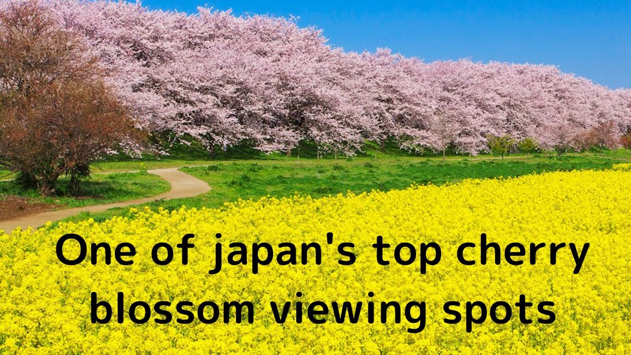 Cherry Blossoms in Satte, Saitama Prefecture, Japan
