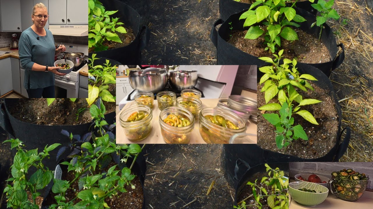 Delicious Cowboy Candy and Simple Pickled Jalapenos! Preserving on our Alaska Homestead.