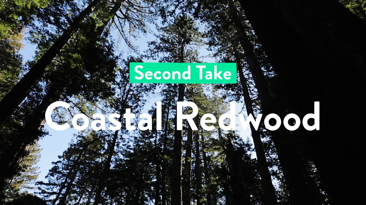 Coastal Redwoods | The last remaining titans of our planet
