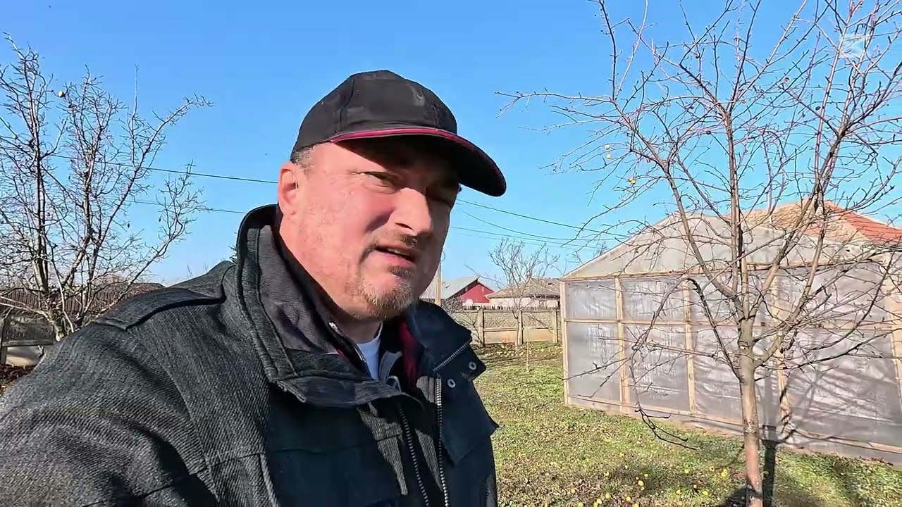 O încercare de salvare a unui păr (soi necunoscut)