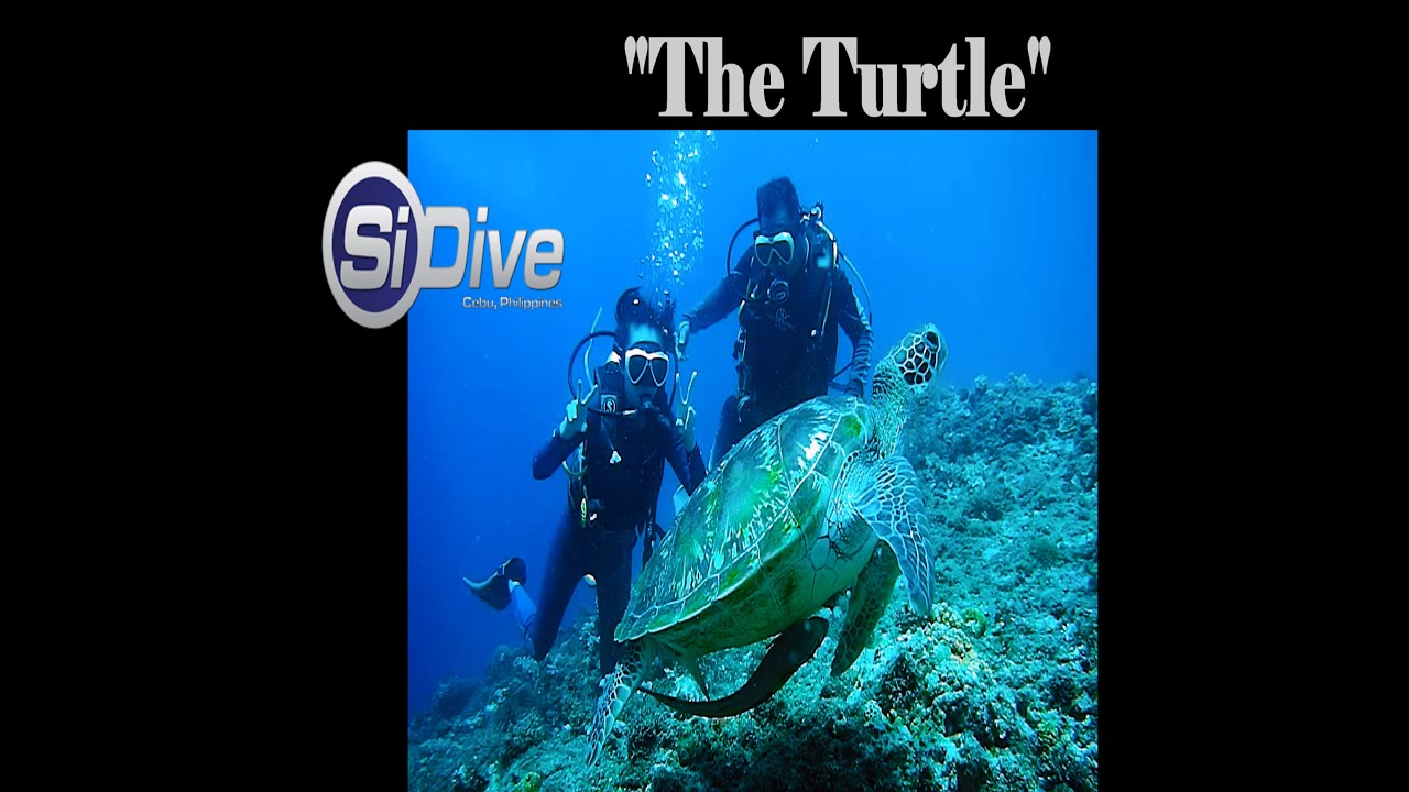 Diving with Turtles in Cebu (SiDive)