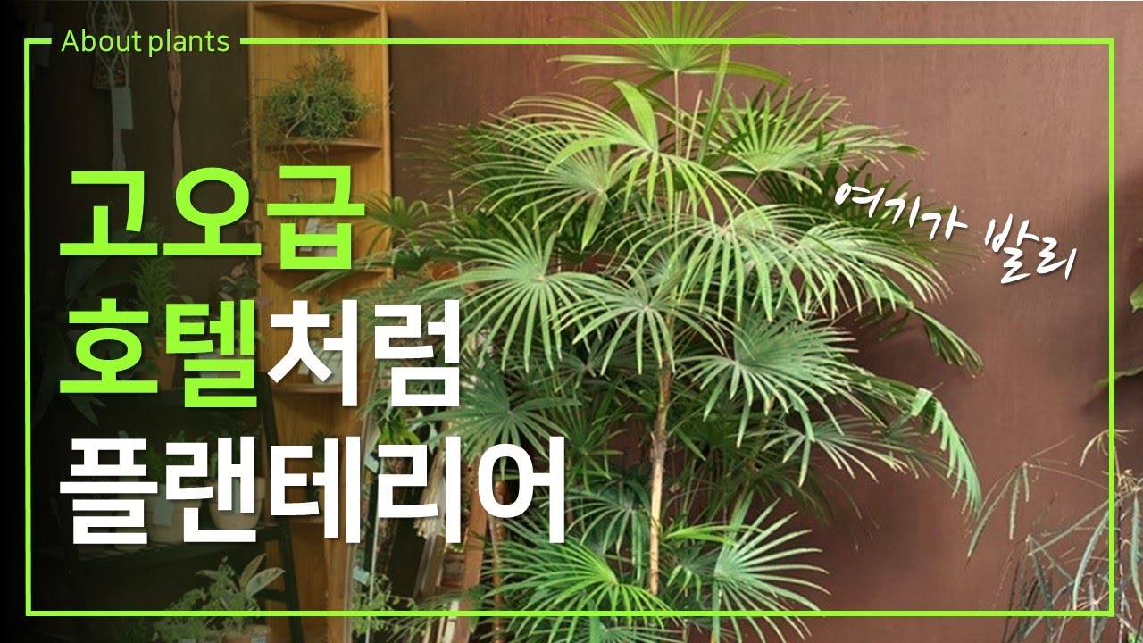 휴가철 호텔 느낌나는 플랜테리어로 우리집을 휴양지로!