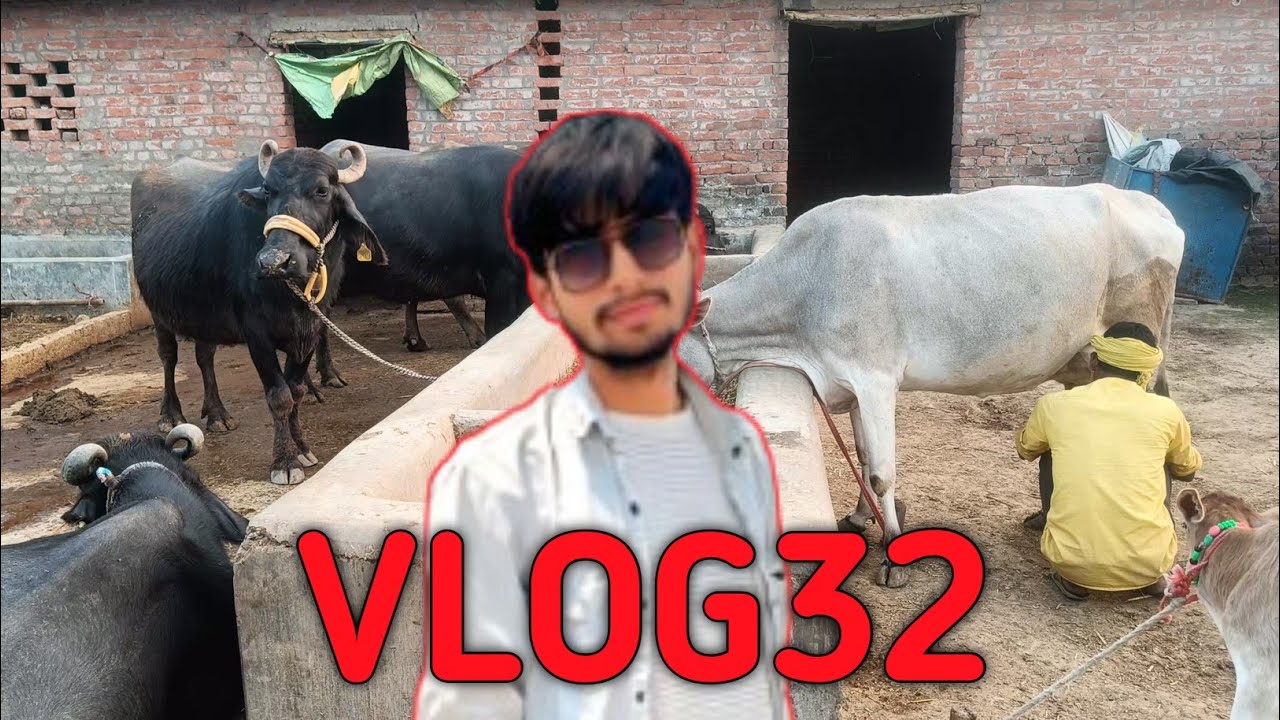 5 साल में 100 पशुपाल भैंस चैलेंज |VLOG32 || #myfirstvlog #dairyfarm #farming @MoonDairyFarm-g3q 